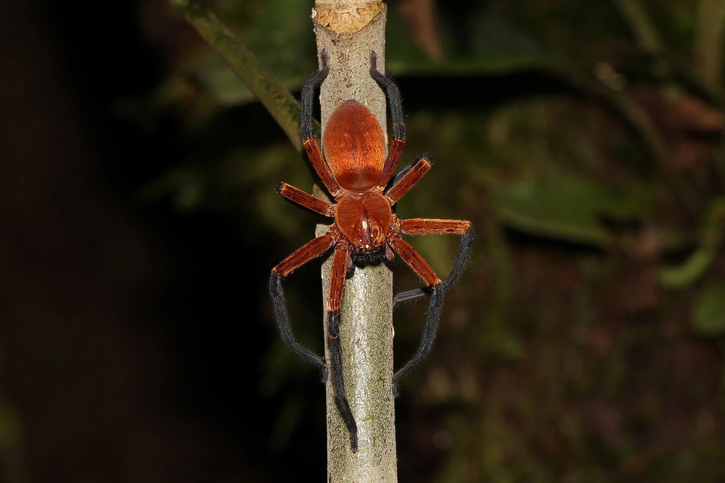 Araña cangrejo gigante