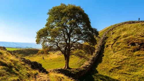 Sycamore Gap