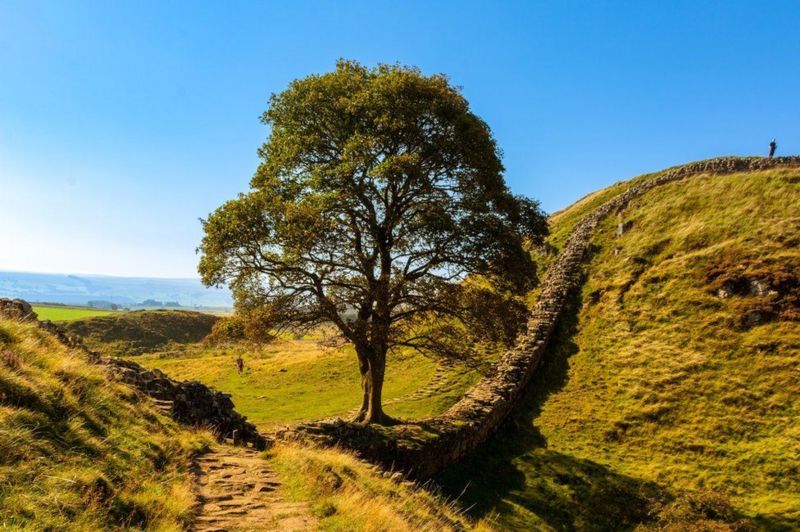 Sycamore Gap